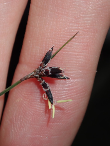 Image of Schoenus ericetorum by (c) Thomas Mesaglio, some rights reserved (CC BY)