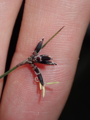 Schoenus ericetorum