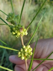 Asclepias stenophylla