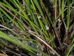 Schoenus ericetorum