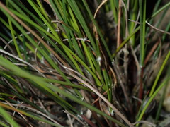 Schoenus ericetorum