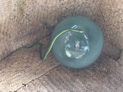 Philothamnus punctatus