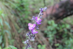 Thyrsanthemum floribundum