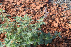 Nepeta × faassenii