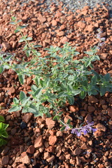 Nepeta × faassenii