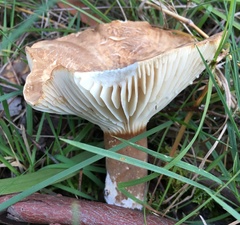Lactifluus wirrabara