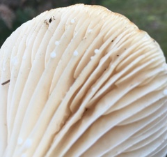 Lactifluus wirrabara