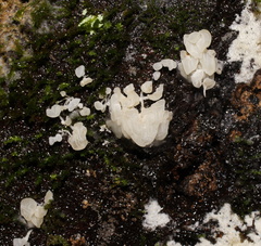 Physalacria australiensis