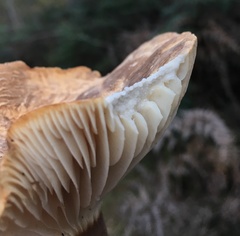 Lactifluus wirrabara
