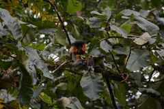 Trachypithecus pileatus