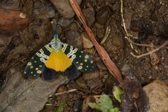 Pyrops viridirostris