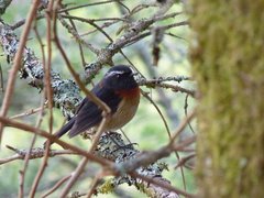 Tarsiger johnstoniae