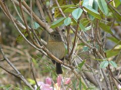 Tarsiger johnstoniae