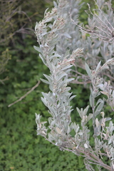 Atriplex cinerea