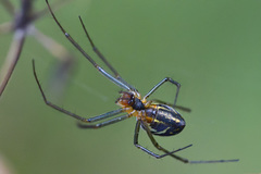 Neriene emphana