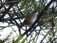 Locustella alishanensis