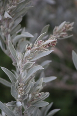 Atriplex cinerea