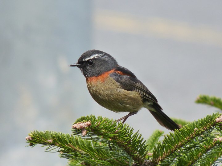 Collared Bush Robin