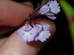 Hemigenia purpurea