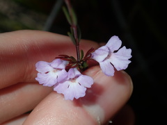 Hemigenia purpurea