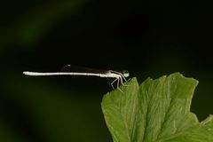 Agriocnemis lacteola