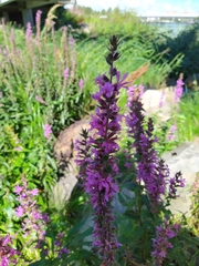 Lythrum salicaria