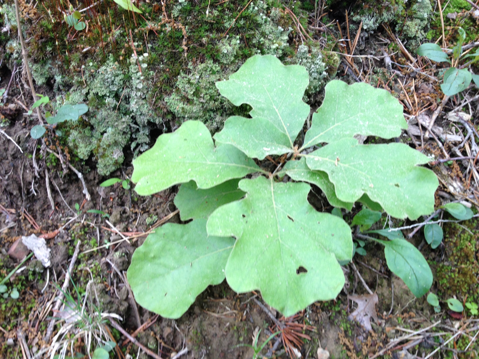 Bear Oak (ewa Guide To The Plants Of The Fells (us)) · Inaturalist