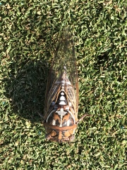 Megatibicen tremulus