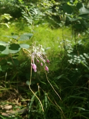 Allium carinatum pulchellum