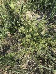 Lepidium apetalum