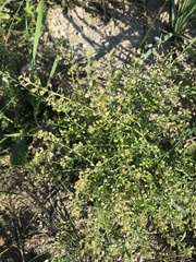Lepidium apetalum