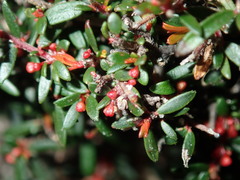 Micrantheum ericoides