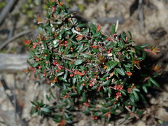 Micrantheum ericoides