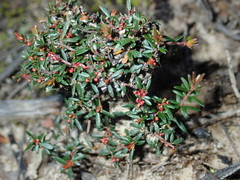 Micrantheum ericoides