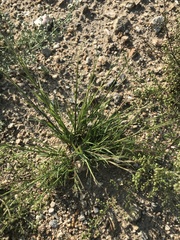 Cleistogenes squarrosa