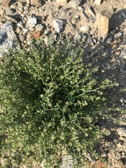 Lepidium apetalum