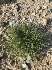 Lepidium apetalum