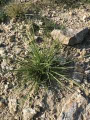 Cleistogenes squarrosa