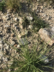 Cleistogenes squarrosa