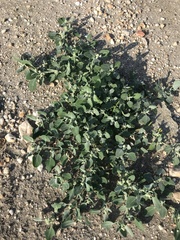 Chenopodium karoi