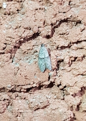 Wockia asperipunctella