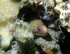Gymnothorax cribroris