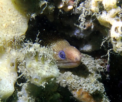 Gymnothorax cribroris