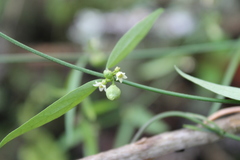 Metastelma angustifolium