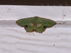 Metallochlora lineata