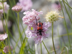 Stictoleptura cordigera