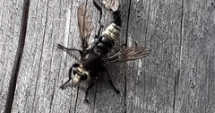 Laphria gibbosa