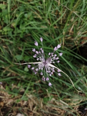 Allium carinatum pulchellum
