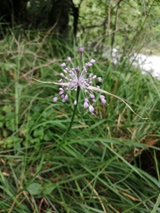 Allium carinatum pulchellum