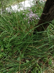 Allium carinatum pulchellum